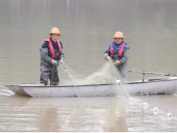 开年谋新篇丨湖里种“森林”、鱼儿来安家！西湖打造生态水下社区
