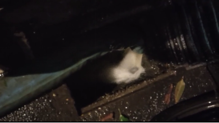 1590743860161079285.png 图片.png