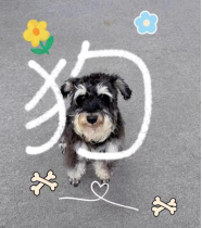 晋安河来客 一人一狗游内河146.png