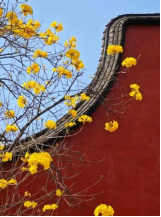 晋安河来客 一人一狗游内河269.png