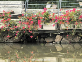 20小时连续作业 晋安河驳岸“修旧如旧”240.png