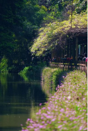 春日游船赏花 水务人为您开启内河岸线“花花世界”705.png