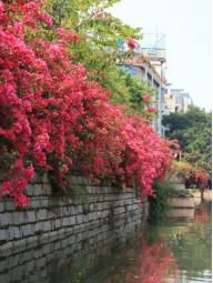 春日游船赏花 水务人为您开启内河岸线“花花世界”707.png