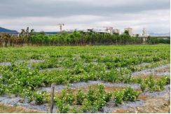 1752714742486068765.png 水务工程助力荒坡蝶变!义序河畔茉莉飘香656.png