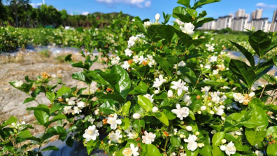 开年谋新篇 山海同兴，蓄力再发！所属工程公司多元开拓发展版图711.png